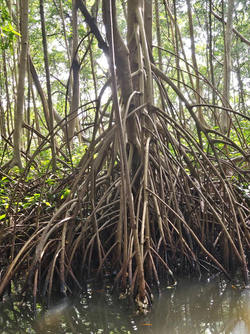 La mangrove de la baie de Génipa