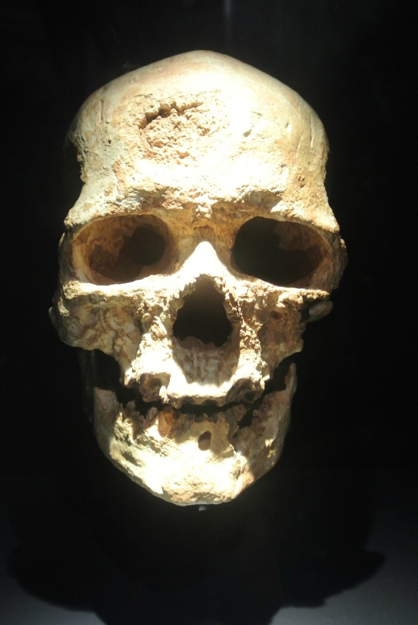 La grotte Chauvet – Ardèche